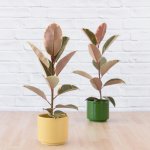 Rubber Tree - Tineke - In 16CM Mustard Yellow Migo Planter