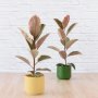 Rubber Tree - Tineke - In 16CM Mustard Yellow Migo Planter