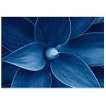 Blue Agave Wall Art Canvas Print 1200 X 800