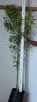 Combretum Krausii 20LT