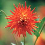Dahlia Cactus – “golden Heart” Bulbs