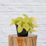 Philodendron Neon - 12CM Nursery Pot