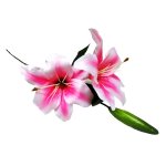 Lily Pink