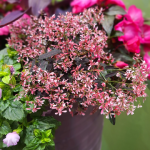 Euphorbia ‘tickled Pink’ 17CM Pot