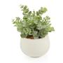 Loads Of Livingcoin Leaf White Potted Plant 24X10CM