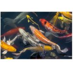Koi Fish In Pond Wall Art Photography Print On Canvas 1220 X 810