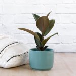 Rubber Tree - Robusta - In Teal Migo Planter