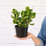 Baby Rubber Plant - Pixie Variegated - 14CM Nursery Pot