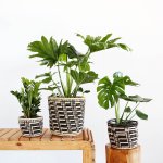 Queen Ilala Basket - 25CM Inner Diameter