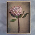 Protea Still 1 Art Print - A2 Framed Canvas With Natural Wood Frame