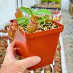 Tropical Pitcher Nepenthes 'talangensis X Sibuyanensis ' BE-3641 - Medium Plant In 12CM Plastic Pot