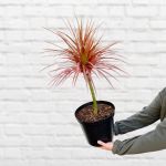 Dragon Tree - Colorama - 25CM Nursery Pot