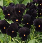 Viola Sorbet Black Delight Seed - 500 Raw Seed