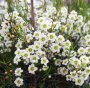Geraldton Wax Pinnacle White 15CM Pot
