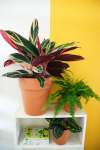 Pet Friendly Plant Subscription Monthly Gauteng Only - Bi-annually