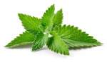 Spearmint Essential Oil 20ML