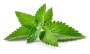 Spearmint Essential Oil 20ML