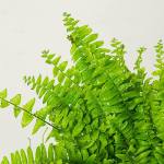 Nephrolepis Blue Bell Fern