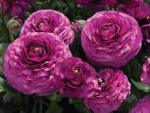 Ranunculus Mache Purple Seed - 250 Pelleted Seed