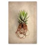 Succulent Study 1 Art Print - A3 No Frame Print Only