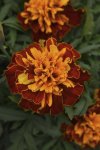 Marigold Bonanza Harmony Seed - 500 De-tailed Seed