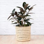 Rubber Tree - Abidjan - Large - In Fundo Palm Leaf Basket