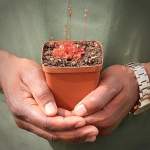 Sundew Drosera Spatulata 'bay' - Small To Medium Plant. 7.5CM Plastic Container.