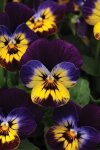 Viola Sorbet Midnight Glow Seed - 5000 Raw Seed