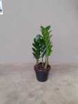 Zamioculcas Zamiifolia 12CM Pot