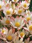 Leucadendron Harvest 15CM Pot