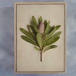 Fynbos 2 Art Print - 100CM X 150CM Framed Canvas With Natural Wood Frame