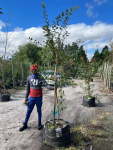 Malus ‘hillieri’ – Crab Apple 70LT