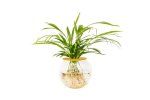 Fishbowl With Bamboo Palm