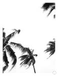 Coco Island 3 Art Print - A3