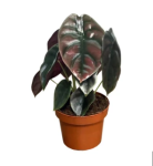 Alocasia Cuprea Red Secret Seedlings - 3 Plug Plants