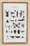 White Enamel Black Multi Insect Picture 80X48.5CM
