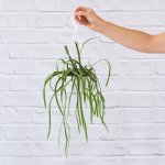 Pfeiffera Boliviana - 12CM Hanging Nursery Basket