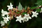 Abelia Grandiflora 128 Plug Tray