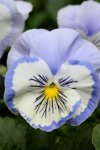 Pansy Matrix Blue White Whiskers Seed - 25 Raw Seed