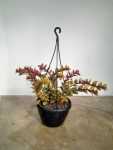 Columnea Krakatau 20CM Hanging Basket