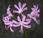 Nerine Pink 4LT