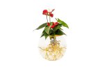 Fishbowl With Anthurium – Red Flower 20CM