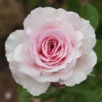 Gwen Fagan Climbing Rose 5LT