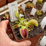 Venus Fly Trap 'large Erect Pink Trap.' Special Import. - 2 Year Old Plant. 7.5CM Plastic Container.