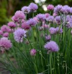 Chives 20G Tgb