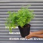 Maidenhair Fern - 12CM Nursery Pot