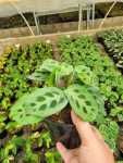 Prayer Plant ‘kerchoveana’ 14CM Pot