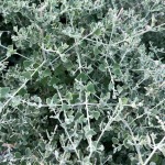 Salt Bush 10LT Ball