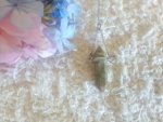 Unakite Point Pendulum