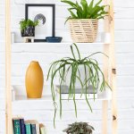 Pfeiffera Boliviana - In 16CM Emerson Speckles Planter
